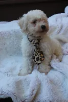 Appolo, a male Poodle - Miniature  for sale in Sugarcreek, OH – 1 of 5