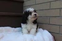 Diego, a male Poodle - Miniature  for sale in Sugarcreek, OH – 7 of 8
