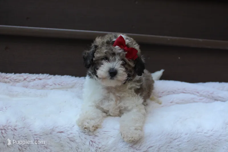 Daisy – Poodle - Miniature  puppy for sale in Sugarcreek, OH