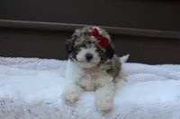 Daisy, a female Poodle - Miniature  for sale in Sugarcreek, OH – 1 of 8