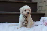 Appolo, a male Poodle - Miniature  for sale in Sugarcreek, OH – 5 of 5