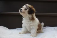 Hallie , a female Poodle - Miniature  for sale in Sugarcreek, OH – 5 of 9