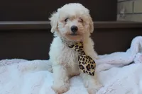 Appolo, a male Poodle - Miniature  for sale in Sugarcreek, OH – 2 of 5