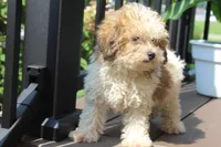 Hallie , a female Poodle - Miniature  for sale in Sugarcreek, OH – 2 of 4
