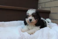 Diego, a male Poodle - Miniature  for sale in Sugarcreek, OH – 2 of 8