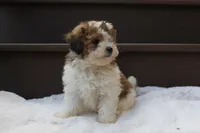 Hallie , a female Poodle - Miniature  for sale in Sugarcreek, OH – 3 of 9