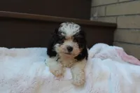 Diego, a male Poodle - Miniature  for sale in Sugarcreek, OH – 5 of 8