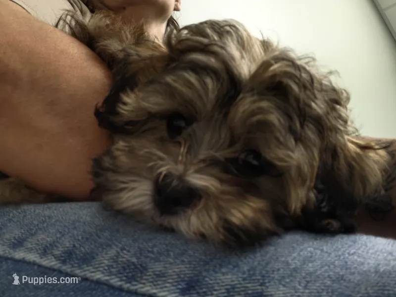 Honey Bun – Shihpoo puppy for sale in Denver, CO