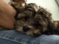 Honey Bun, a female Shihpoo for sale in Denver, CO – 1 of 8
