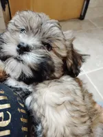 Honey Bun, a female Shihpoo for sale in Denver, CO – 6 of 8