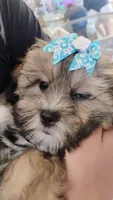 Honey Bun, a female Shihpoo for sale in Denver, CO – 4 of 8