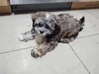 Honey Bun, a female Shihpoo for sale in Denver, CO – 5 of 8