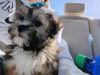 Honey Bun, a female Shihpoo for sale in Denver, CO – 8 of 8