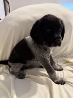 Meg, a female German Wirehaired Pointer for sale in Friendswood, TX – Photo 1 of 2