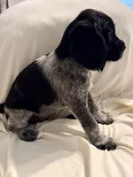 Meg, a female German Wirehaired Pointer for sale in Friendswood, TX – Photo 2 of 2