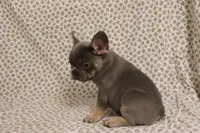 Thor, a male French Bulldog for sale in Manchester, MI – 2 of 4