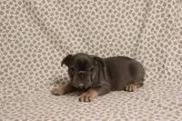 Wanda, a female French Bulldog for sale in Manchester, MI – 2 of 4