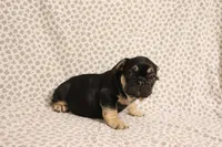 Hulk, a male French Bulldog for sale in Manchester, MI – 4 of 4