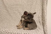 Thor, a male French Bulldog for sale in Manchester, MI – 4 of 4
