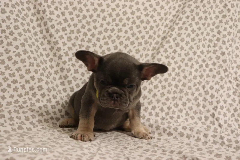 Starfire, a female French Bulldog for sale in Manchester, MI – 1 of 4