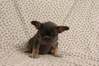 Starfire, a female French Bulldog for sale in Manchester, MI – 1 of 4