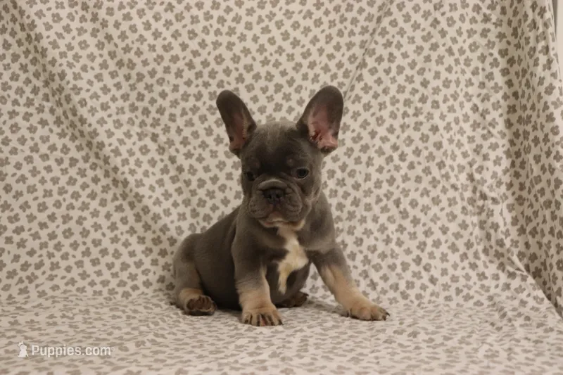 Thor – French Bulldog puppy for sale in Manchester, MI