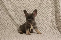 Thor, a male French Bulldog for sale in Manchester, MI – 1 of 4