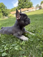 Blue Tri Frenchie, a female French Bulldog for sale in Manchester, MI – 2 of 2