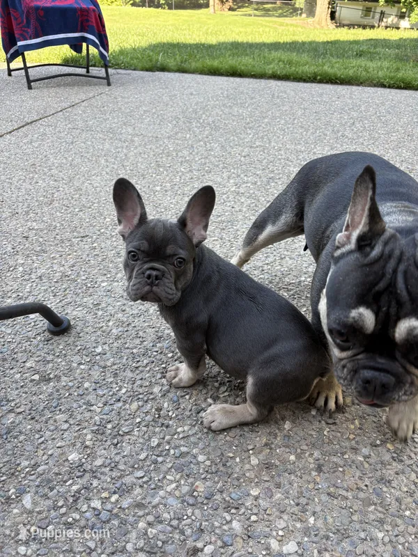 Blue Tri Frenchie – French Bulldog puppy for sale in Manchester, MI