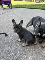 Blue Tri Frenchie, a female French Bulldog for sale in Manchester, MI – 1 of 2