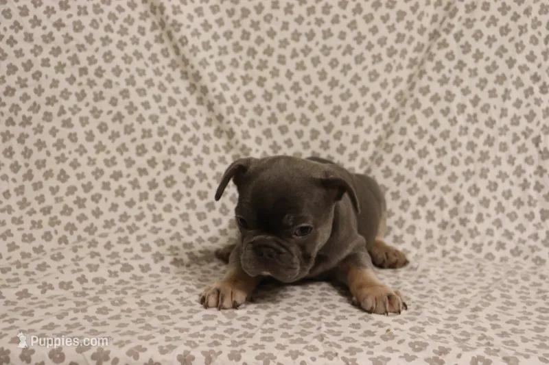 Wanda – French Bulldog puppy for sale in Manchester, MI