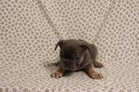 Wanda, a female French Bulldog for sale in Manchester, MI – 1 of 4