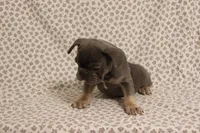 Wanda, a female French Bulldog for sale in Manchester, MI – 3 of 4