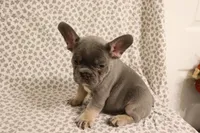 Thor, a male French Bulldog for sale in Manchester, MI – 3 of 4