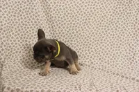 Starfire, a female French Bulldog for sale in Manchester, MI – 4 of 4
