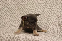 Starfire, a female French Bulldog for sale in Manchester, MI – 2 of 4
