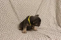 Starfire, a female French Bulldog for sale in Manchester, MI – 3 of 4