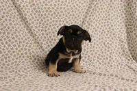 Hulk, a male French Bulldog for sale in Manchester, MI – 3 of 4