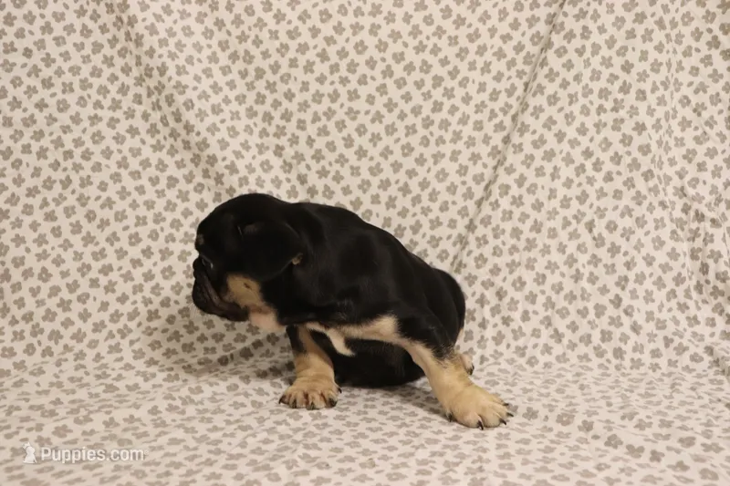 Hulk, a male French Bulldog for sale in Manchester, MI – 1 of 4