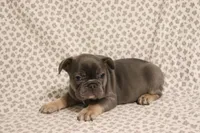Wanda, a female French Bulldog for sale in Manchester, MI – 4 of 4
