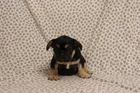 Hulk, a male French Bulldog for sale in Manchester, MI – 2 of 4