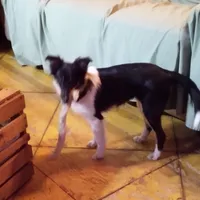 Beatrice, "BeeBee", a female Shetland Sheepdog for sale in Frenchville, PA – Photo 3 of 6