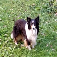 Beatrice, "BeeBee", a female Shetland Sheepdog for sale in Frenchville, PA – Photo 5 of 6