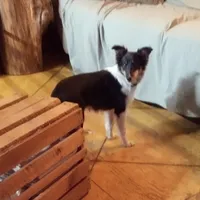 Beatrice, "BeeBee", a female Shetland Sheepdog for sale in Frenchville, PA – Photo 2 of 6