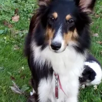 Beatrice, "BeeBee", a female Shetland Sheepdog for sale in Frenchville, PA – Photo 6 of 6
