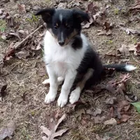 Beatrice, "BeeBee", a female Shetland Sheepdog for sale in Frenchville, PA – Photo 4 of 6