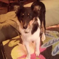 Beatrice, "BeeBee", a female Shetland Sheepdog for sale in Frenchville, PA – Photo 1 of 6