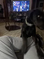 dre, a male Doberman Pinscher for sale in Hampton, IA – Photo 4 of 4