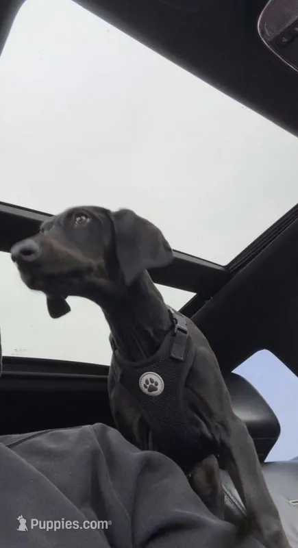 dre – Doberman Pinscher puppy for sale in Hampton, IA