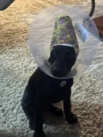 dre, a male Doberman Pinscher for sale in Hampton, IA – Photo 3 of 4